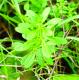 Galium aparine