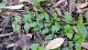 Tradescantia fluminensis