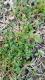 Medicago polymorpha