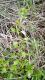 Stellaria media