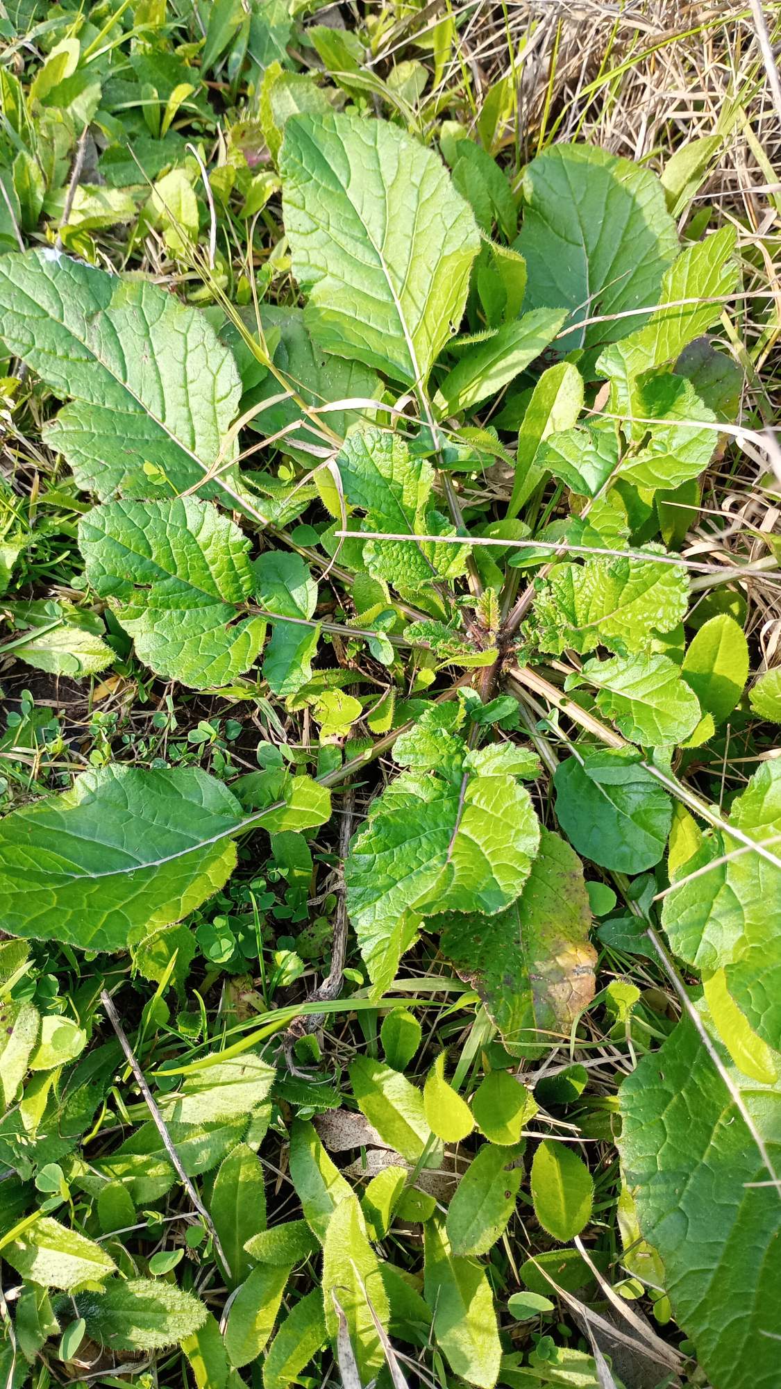 Photo Rábano Silvestre