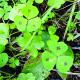 Medicago arabica
