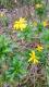 Euryops chrysanthemoides