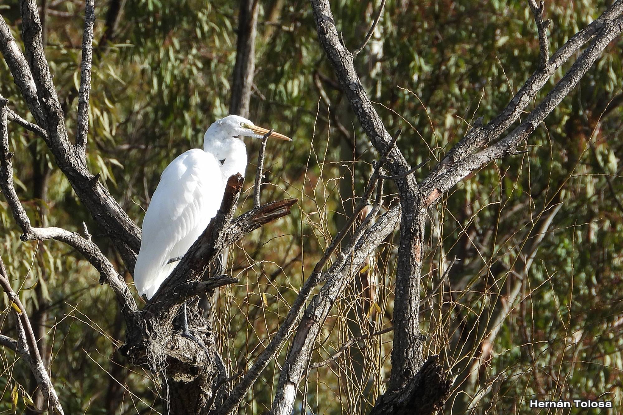 Foto Garza Blanca