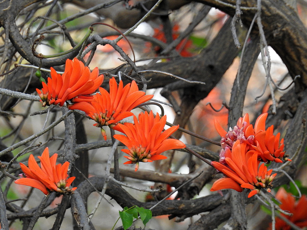 Erythrina&nbsp;lysistemon
