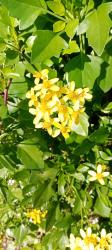 Photo Senecio Hiedra