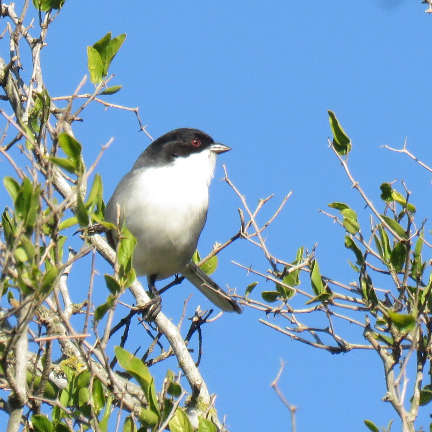 Foto Monterita Cabeza Negra
