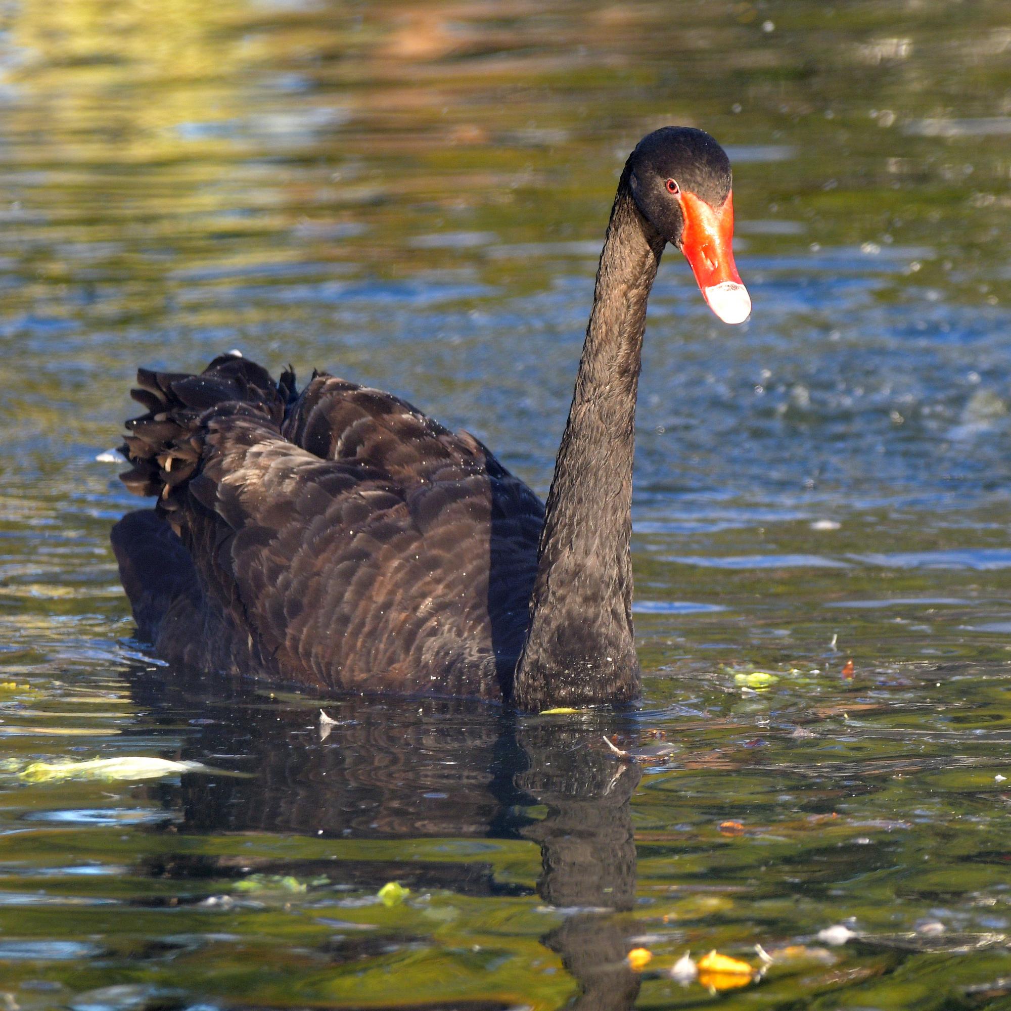 Foto Cisne Negro