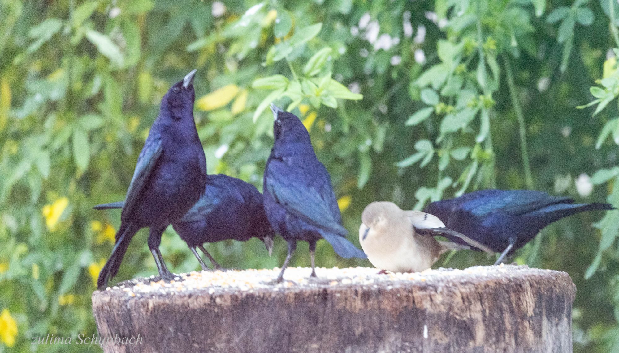Foto Tordo Renegrido