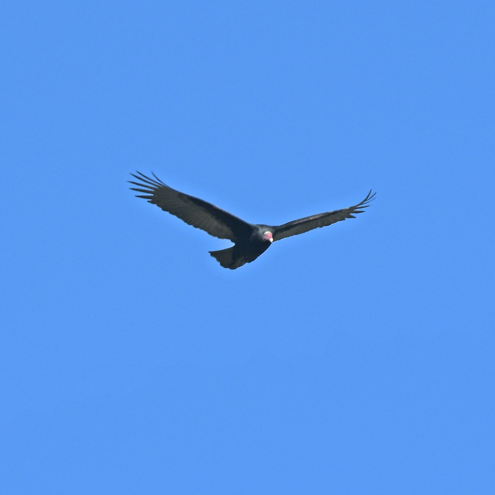 Photo Jote Cabeza Colorada