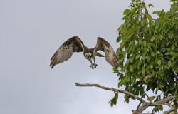 Foto Águila Pescadora