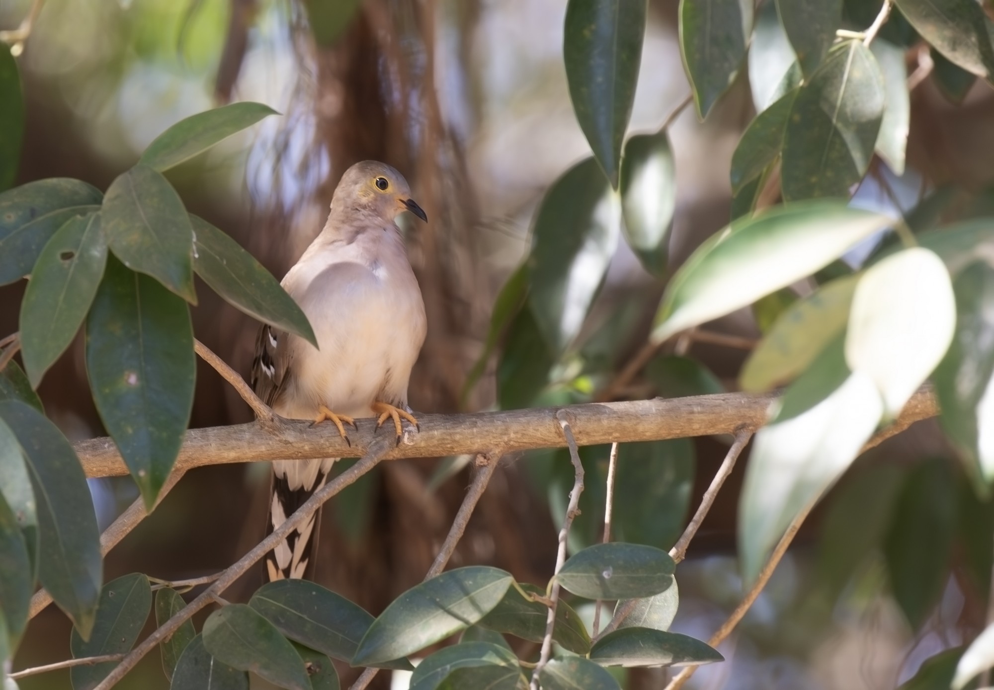 Photo Columbina Colilarga