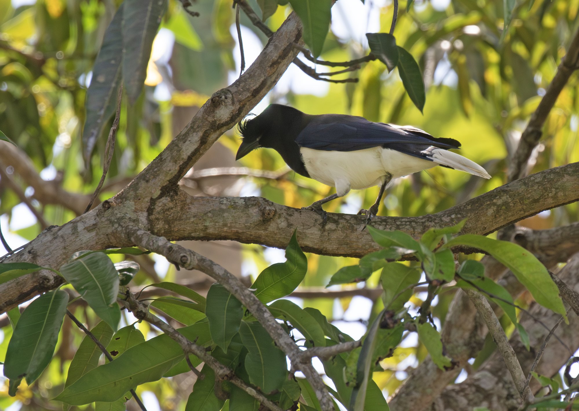 Foto Urraca Campestre