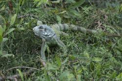 Foto Iguana Verde
