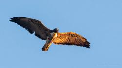 Foto Aguilucho Alas Largas