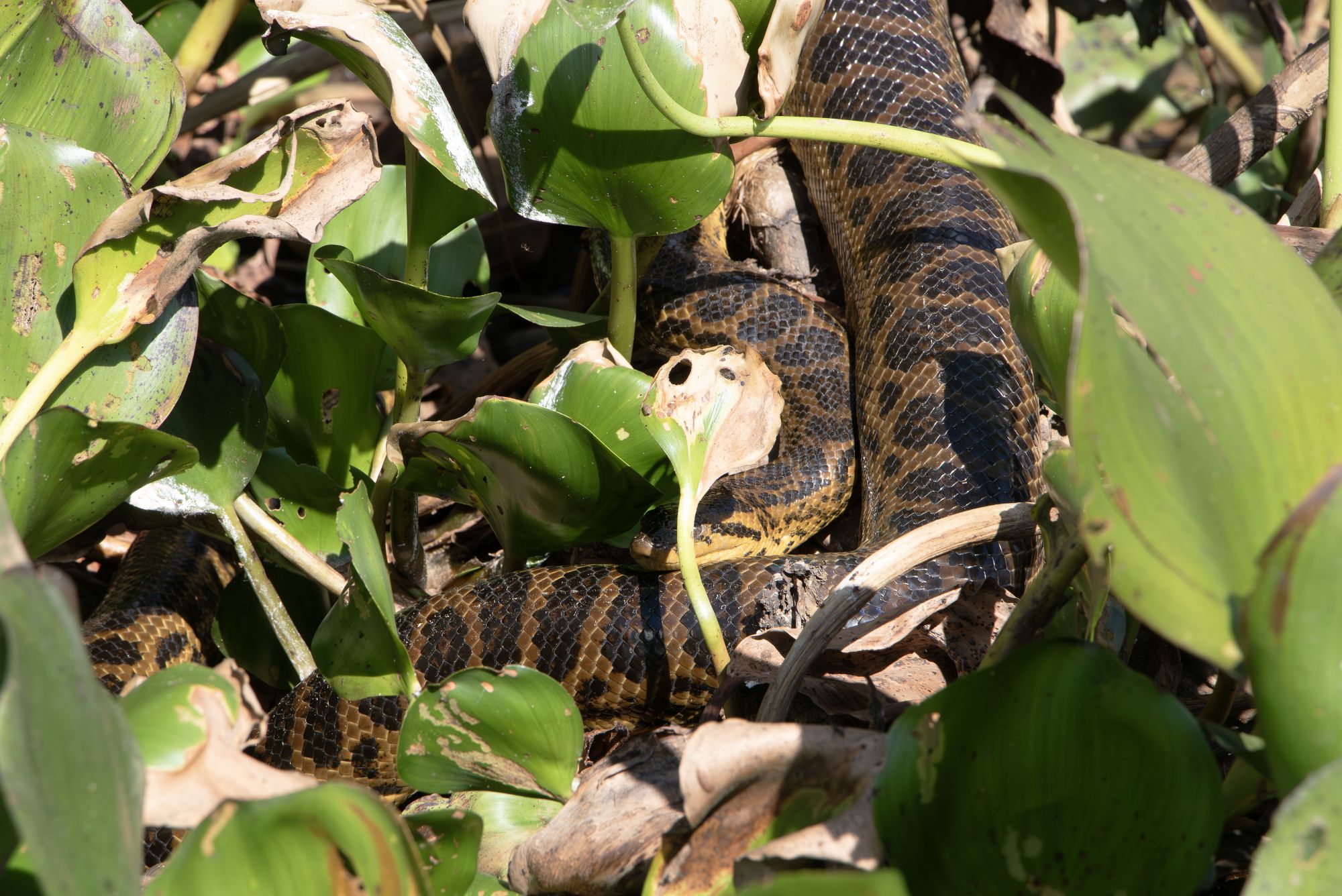 Photo Anaconda Amarilla