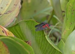 Photo Pytahududu