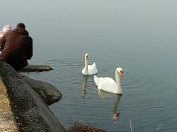 Foto Cisne Vulgar
