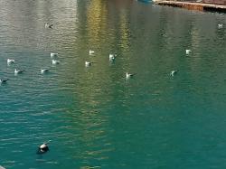 Foto Gaviota Reidora