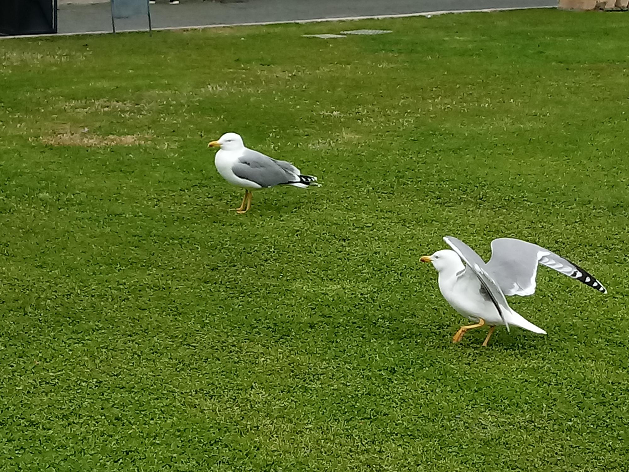 Foto Gaviota Patiamarilla