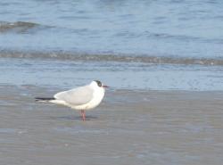 Foto Gaviota Reidora