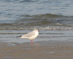 Foto Gaviota Reidora