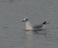 Foto Gaviota Reidora