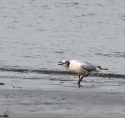 Foto Gaviota Reidora