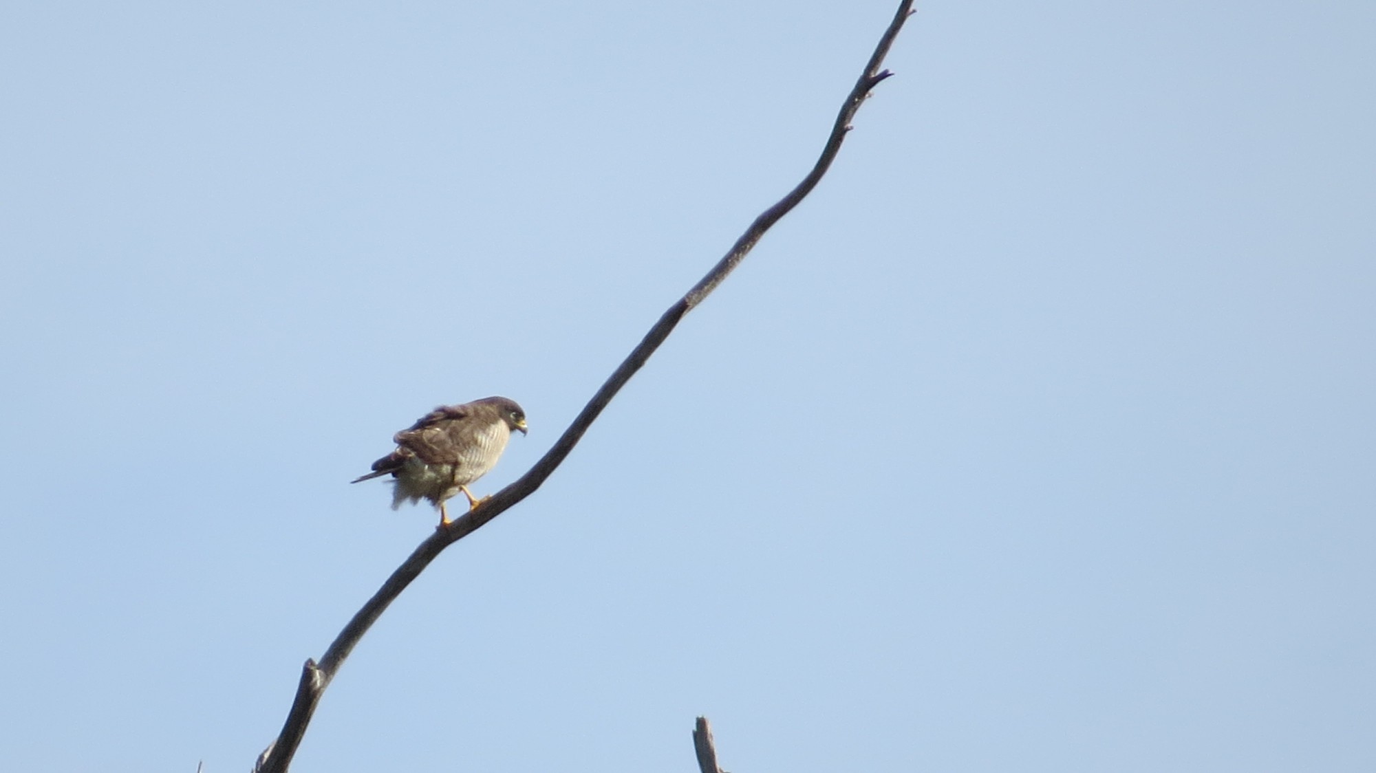 Gavião-carijó (Rupornis magnirostris)