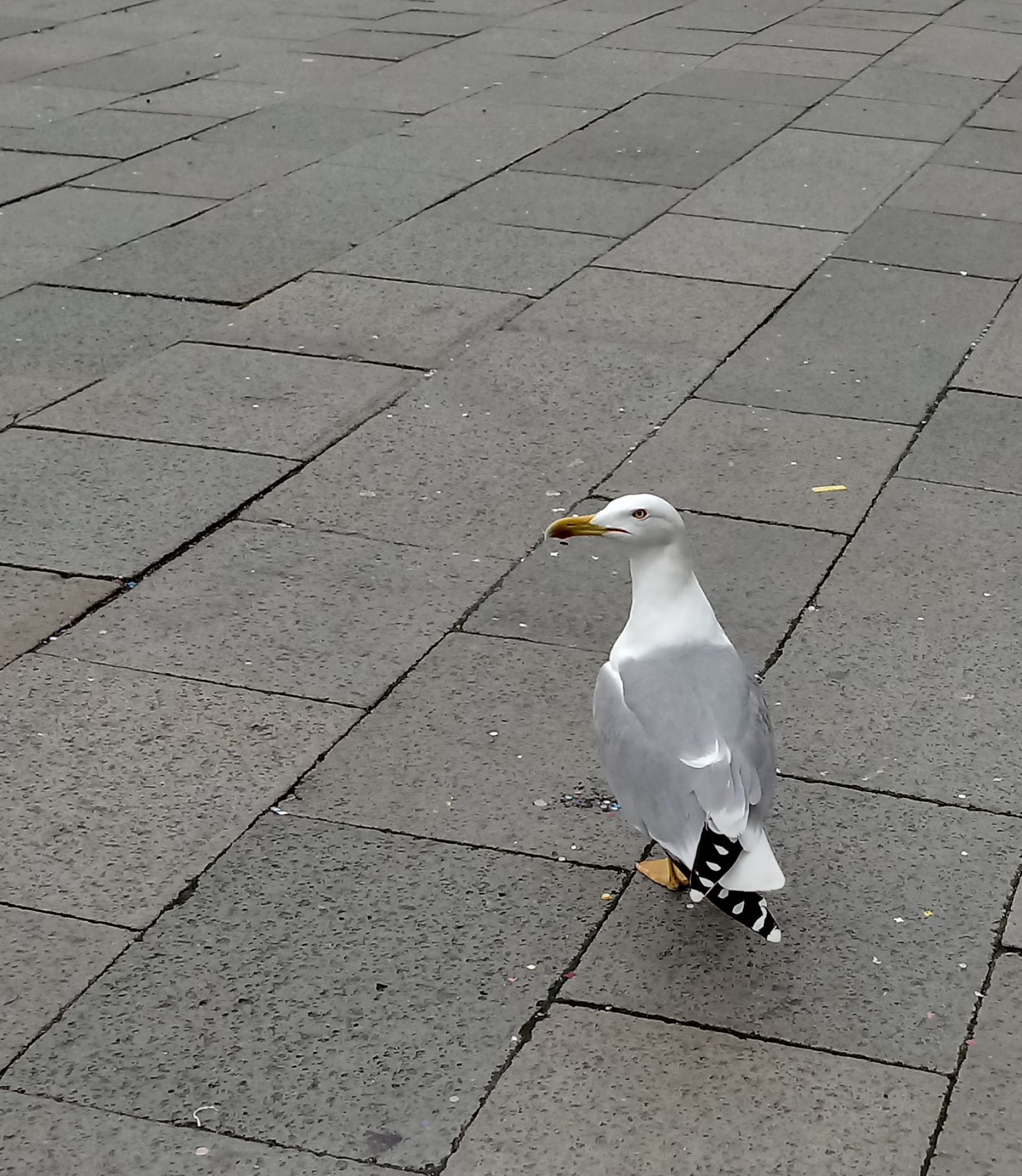 Foto Gaviota Patiamarilla