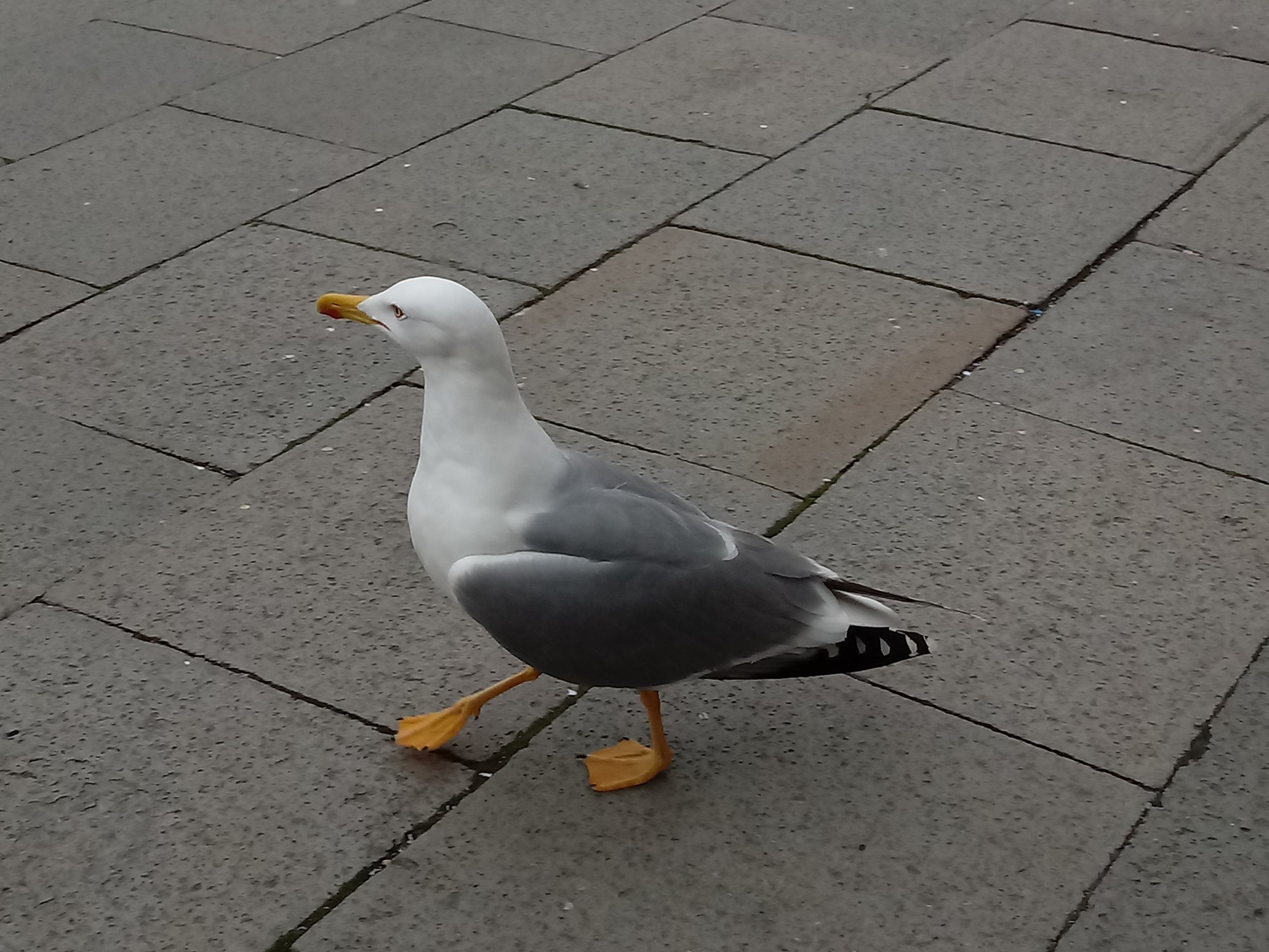 Foto Gaviota Patiamarilla