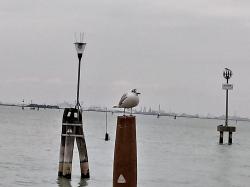 Foto Gaviota Reidora