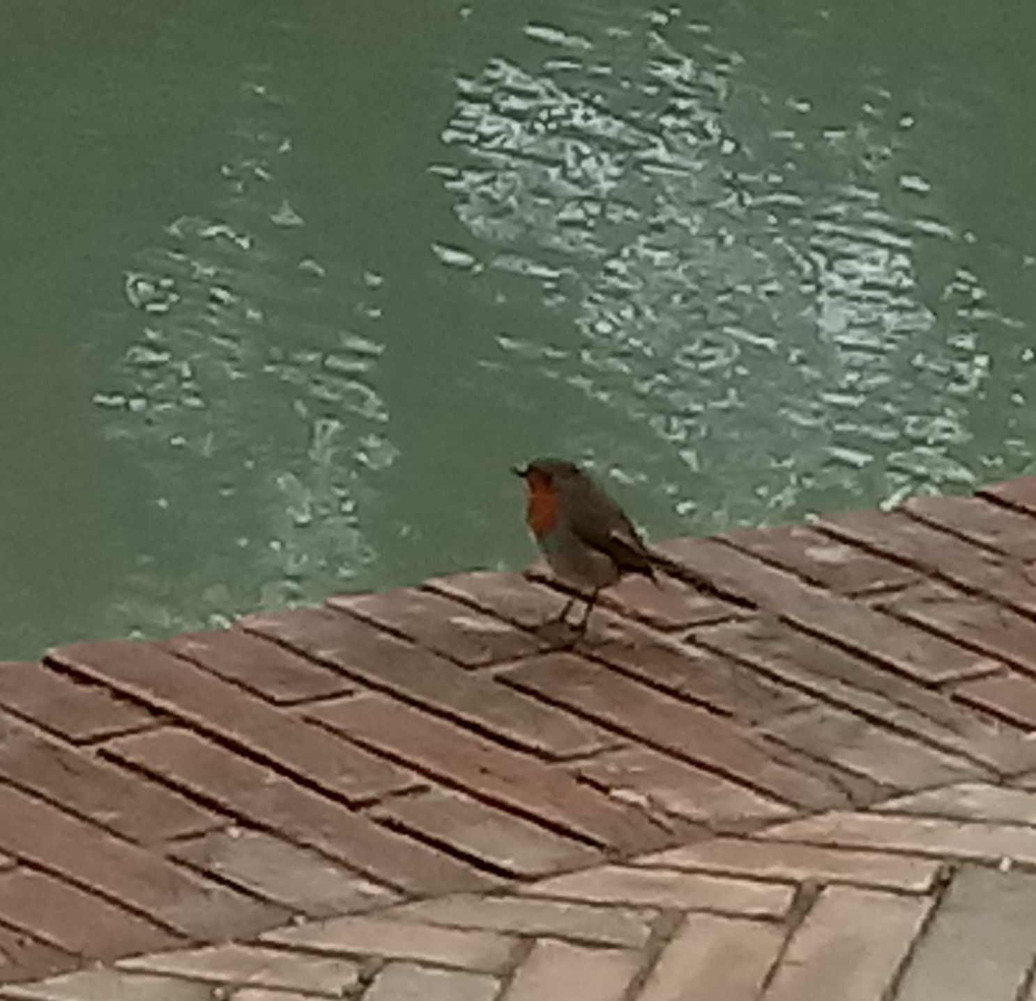 Photo Robin