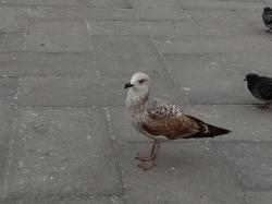 Foto Gaviota Reidora