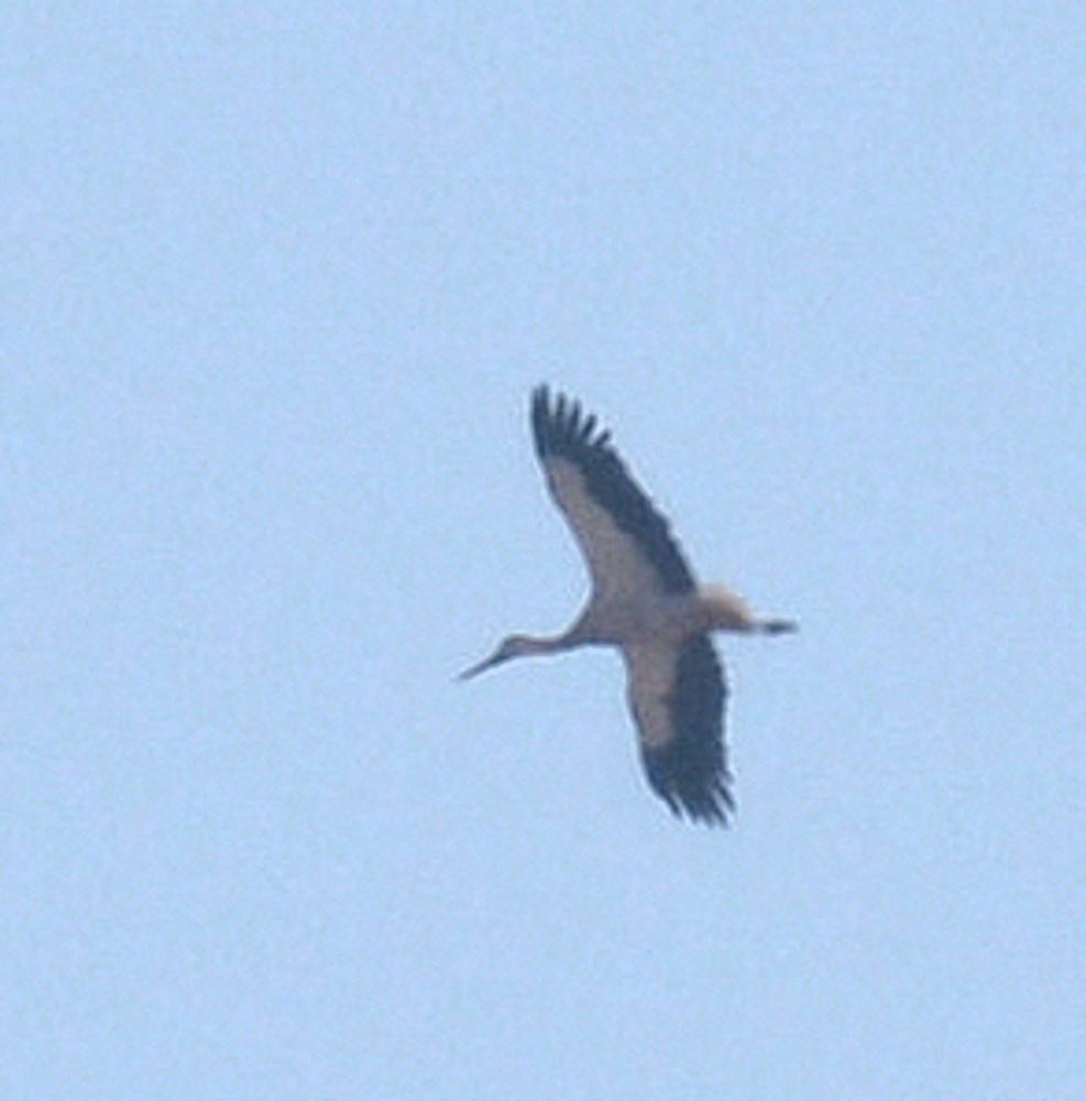 Photo Cigüeña Blanca