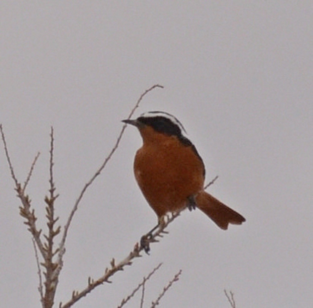 Phoenicurus&nbsp;moussieri