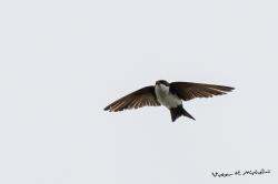 Foto Golondrina Barranquera