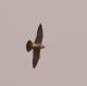 Falco peregrinus