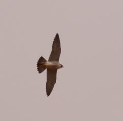 Foto Halcón Peregrino