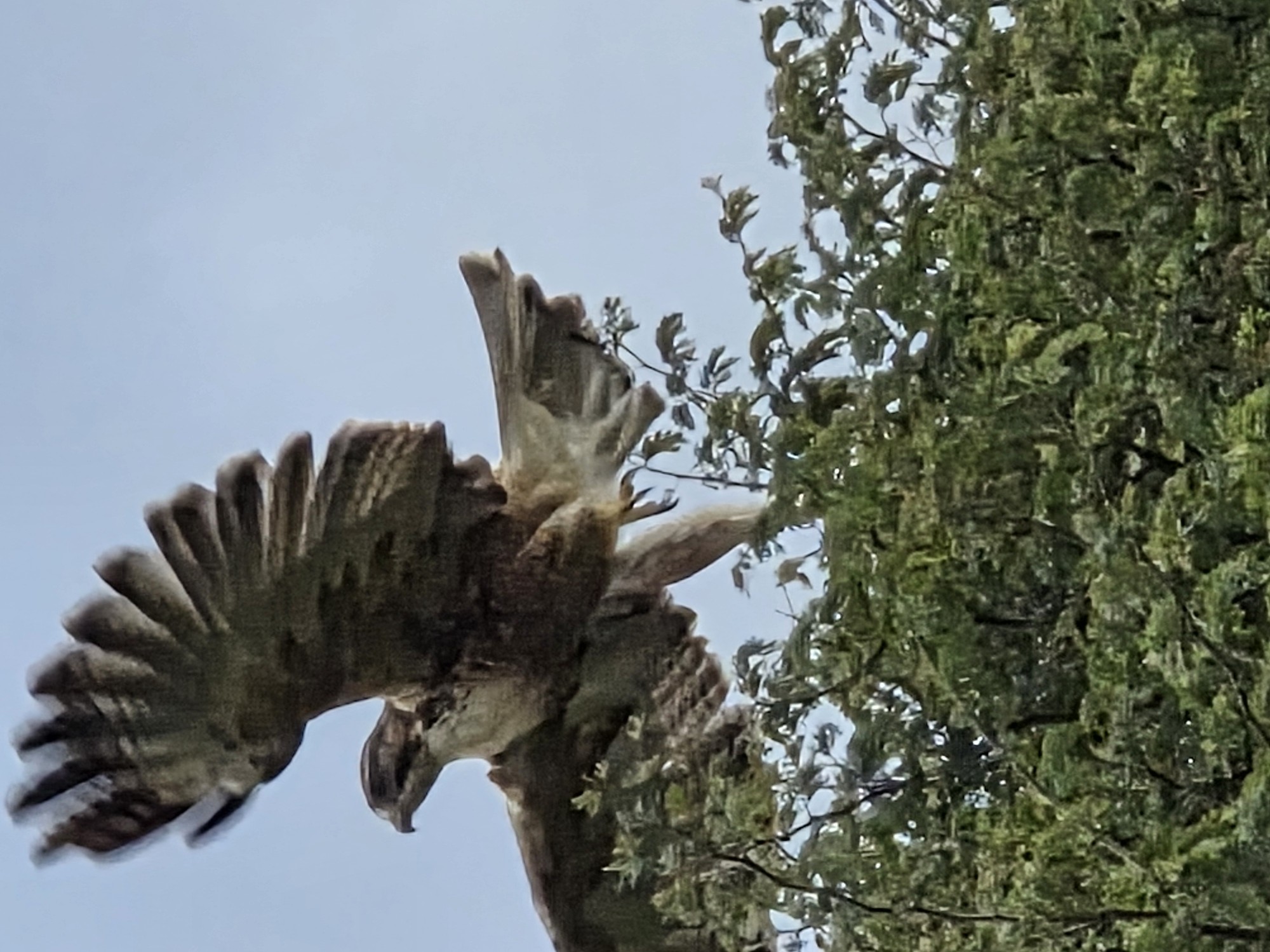 Foto Aguilucho Común