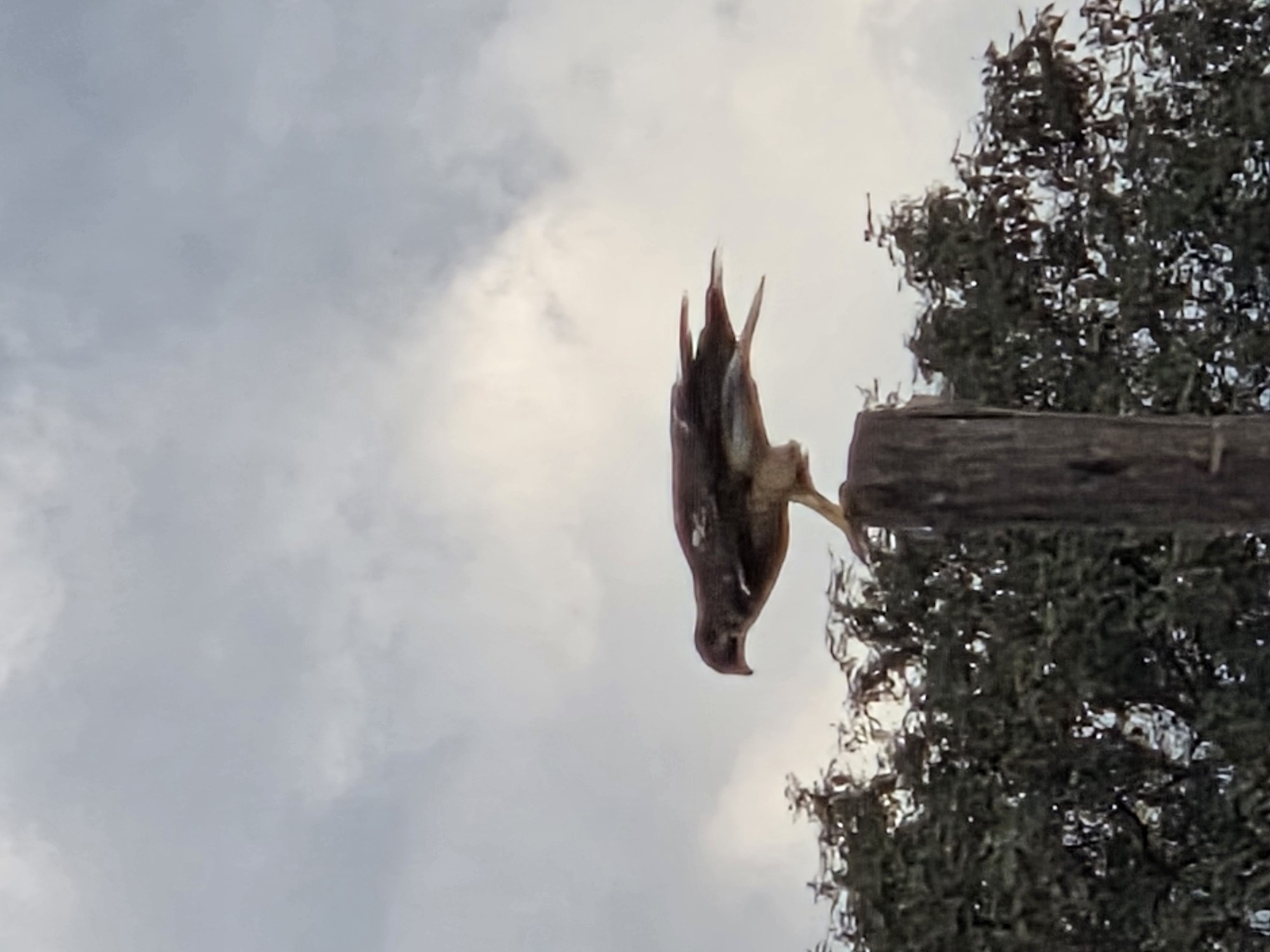 Foto Aguilucho Común