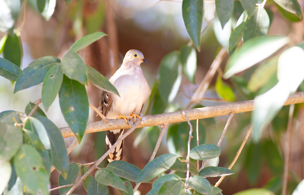 Photo Columbina Colilarga
