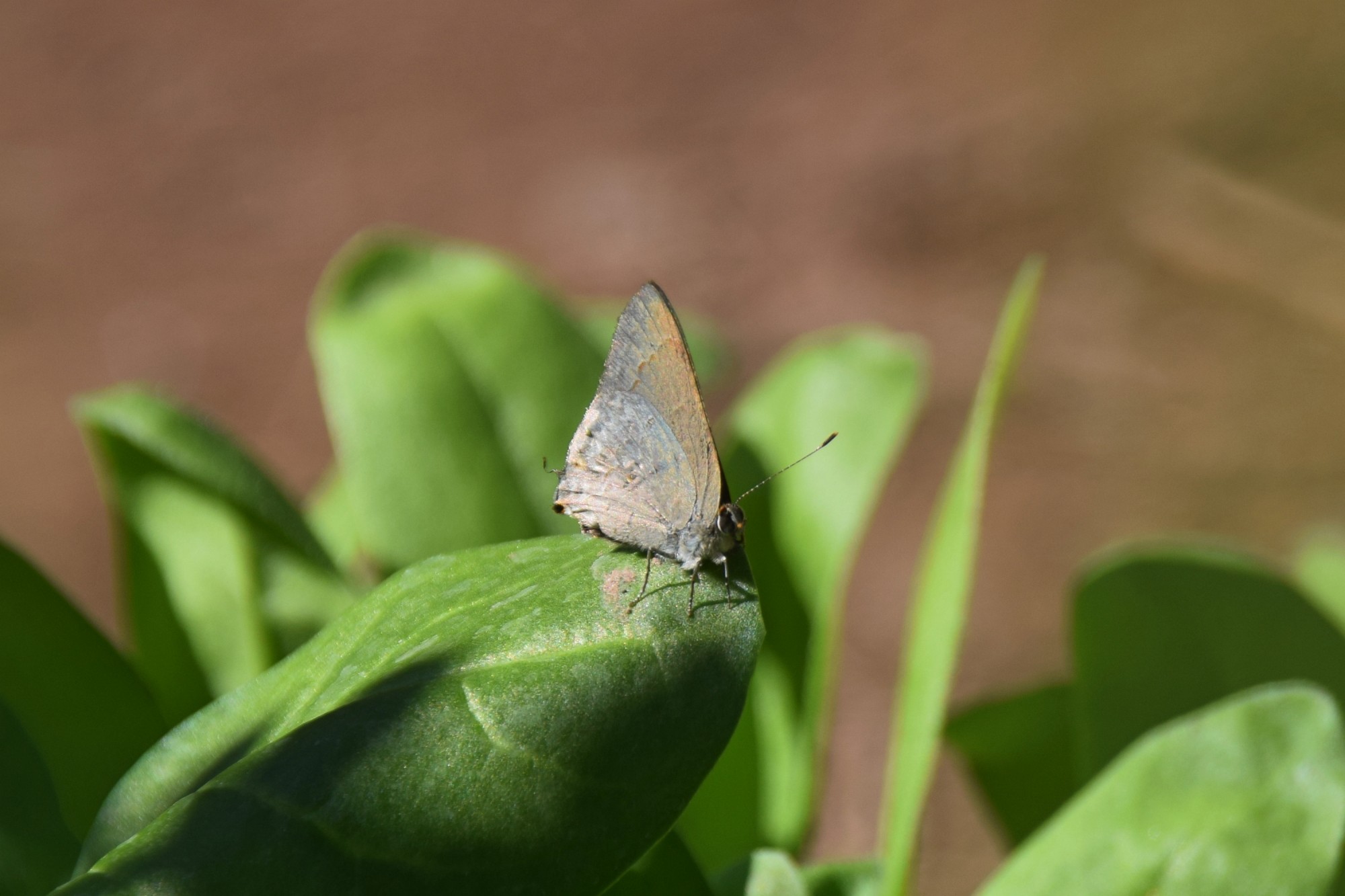 Foto Frotadora Serrana