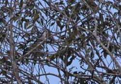 Photo Frutero Cabeza Negra