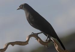 Foto Tordo Gigante