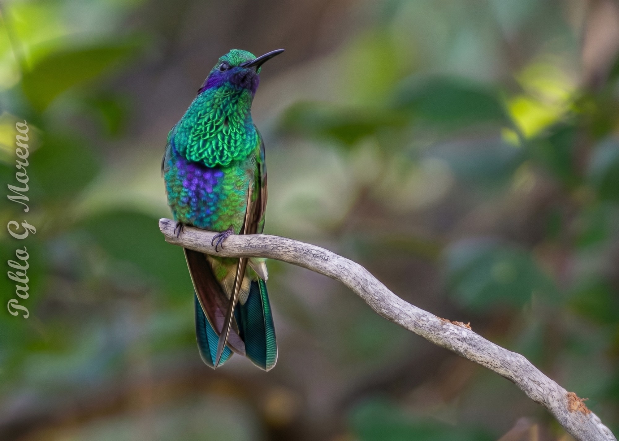 Foto Colibrí Grande