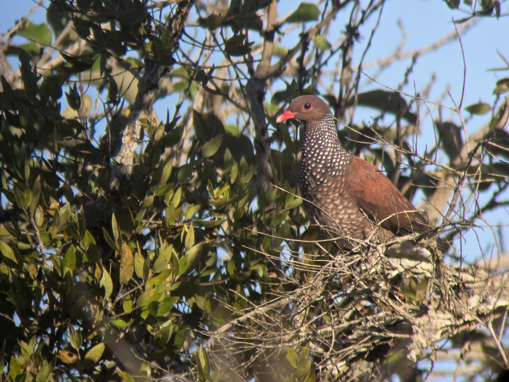 Patagioenas&nbsp;speciosa