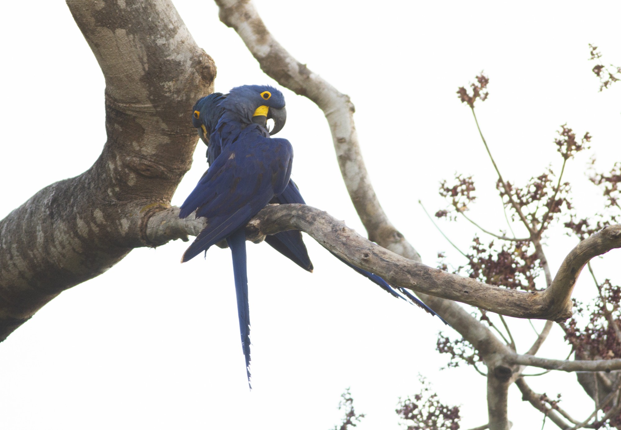 Anodorhynchus&nbsp;hyacinthinus