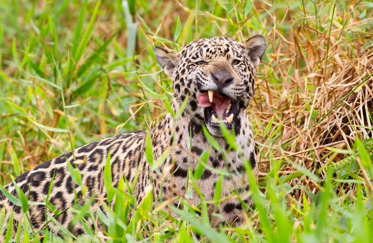 Panthera&nbsp;onca