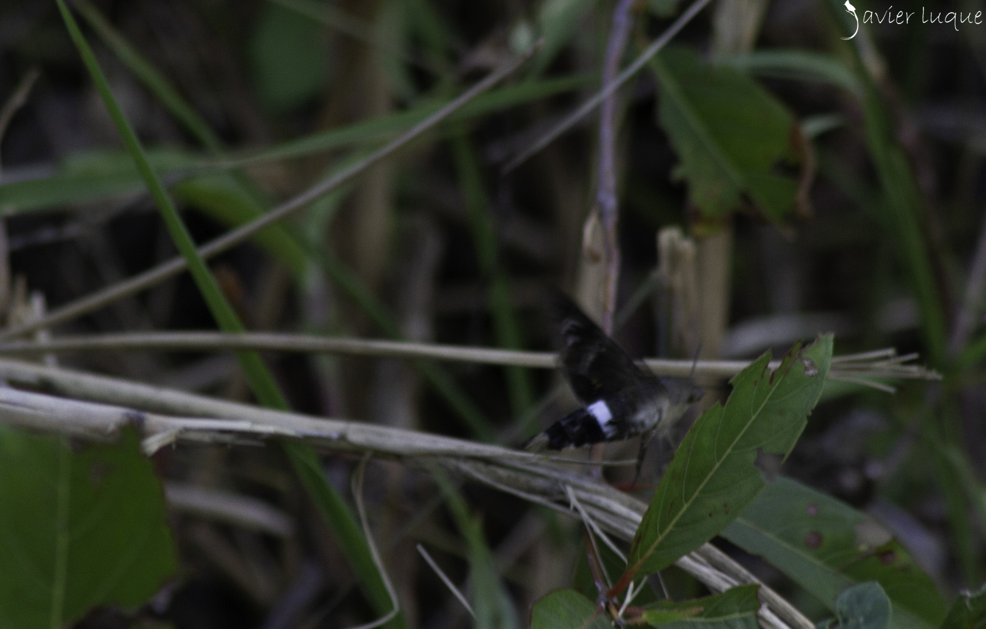 Foto Esfinge Colibrí